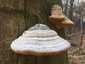 Bükkfa-tapló (Fomes fomentarius), Vértes
